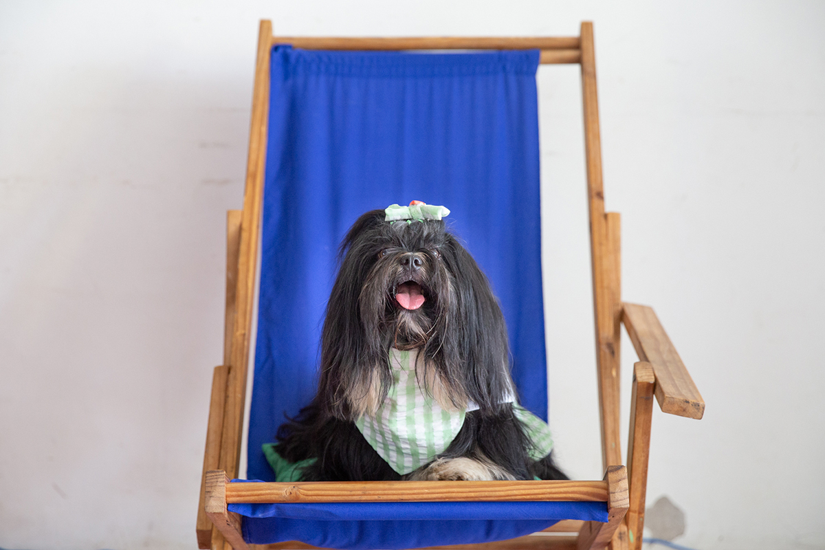 fotografia-ensaio-pet-aniversario-shihtzu-vila-velha