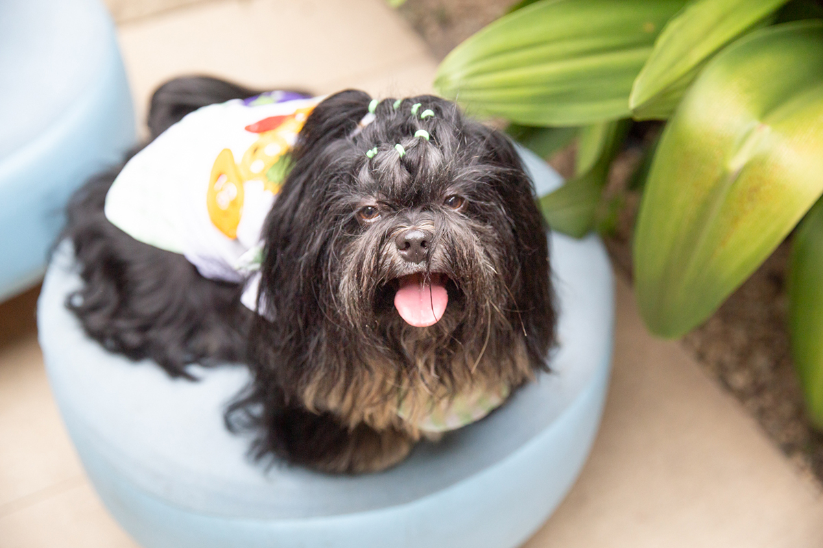 fotografia-ensaio-pet-aniversario-shihtzu-vila-velha