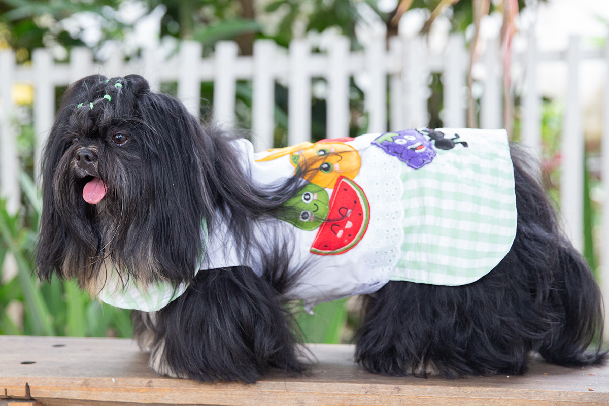 fotografia-ensaio-pet-aniversario-shihtzu-vila-velha