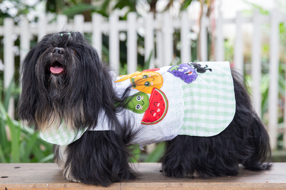 fotografia-ensaio-pet-aniversario-shihtzu-vila-velha