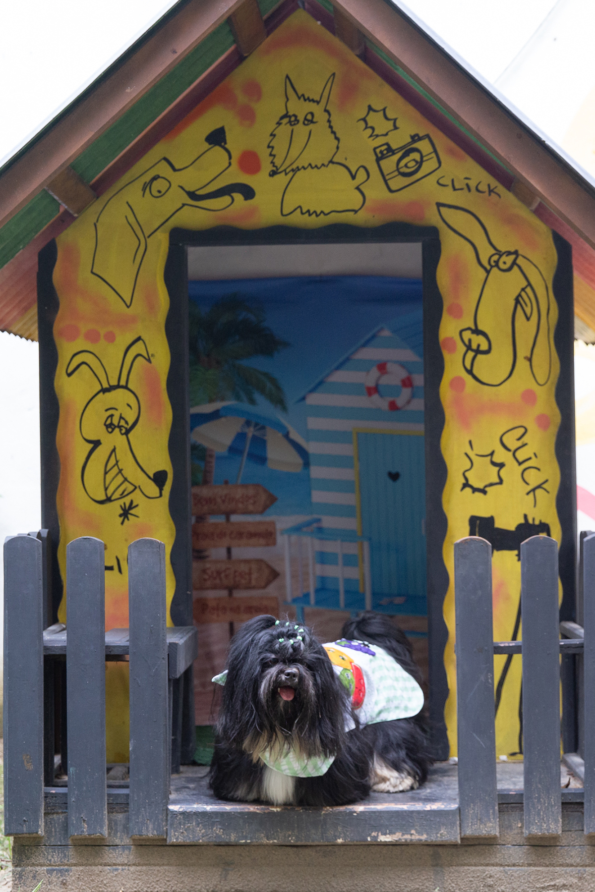 fotografia-ensaio-pet-aniversario-shihtzu-vila-velha