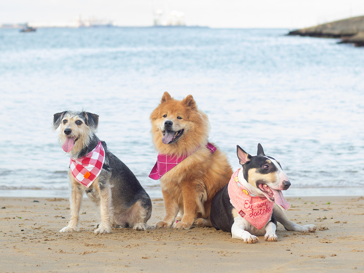fotografia-pet-praia-ensaio-srd-vira-lata-bull-terrier-chow-chow-espirito-santo