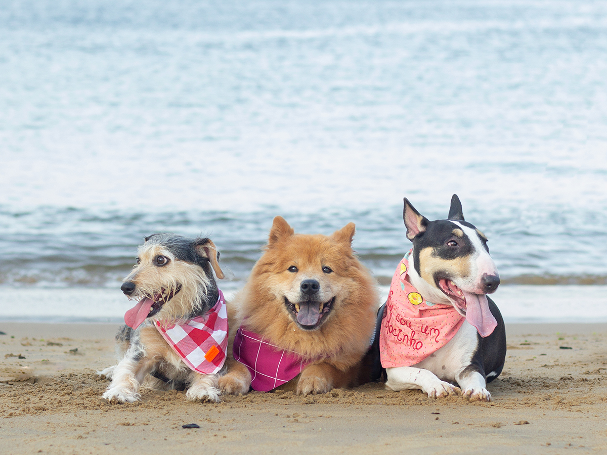 fotografia-pet-praia-ensaio-srd-vira-lata-bull-terrier-chow-chow-espirito-santo