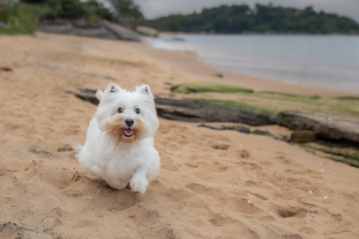 fotografia-pet-familia-westterrier-vitoria-espiritosanto