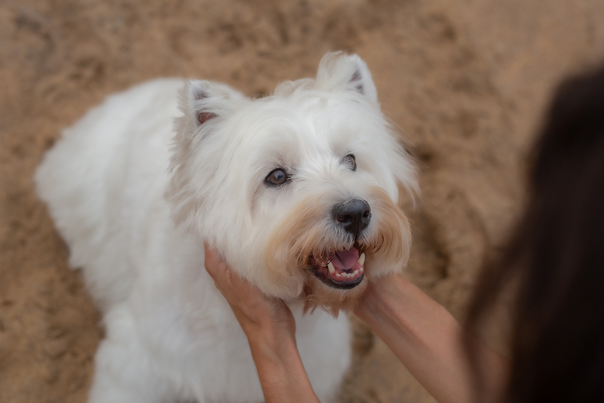 fotografia-pet-familia-westterrier-vitoria-espiritosanto