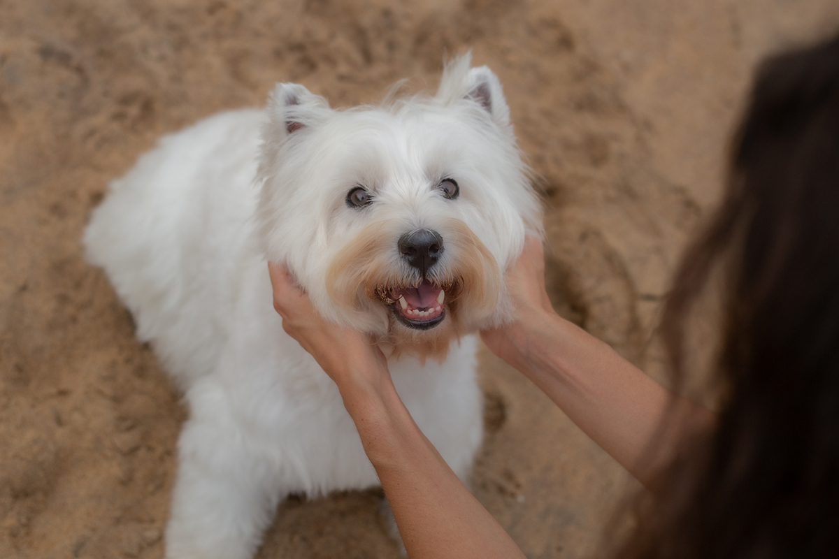 fotografia-pet-familia-westterrier-vitoria-espiritosanto