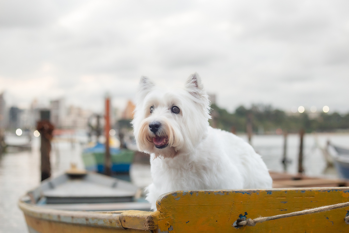fotografia-pet-familia-westterrier-vitoria-espiritosanto