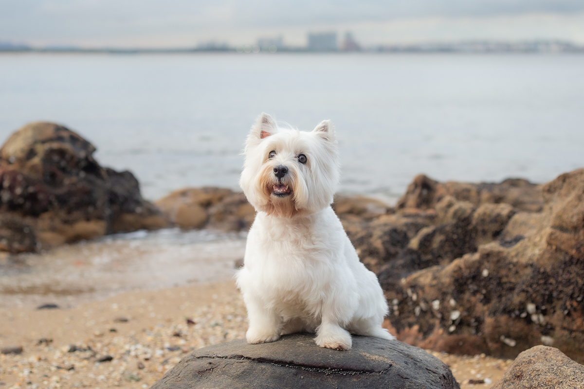 fotografia-pet-familia-westterrier-vitoria-espiritosanto