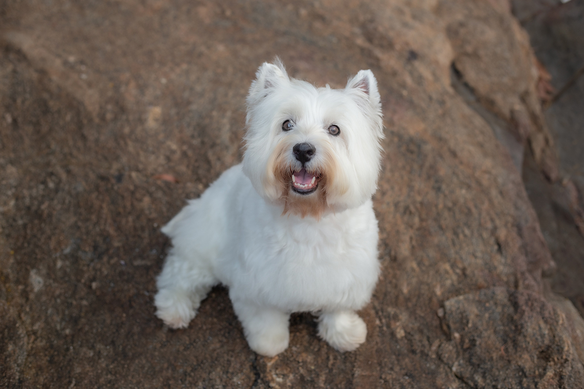 fotografia-pet-familia-westterrier-vitoria-espiritosanto