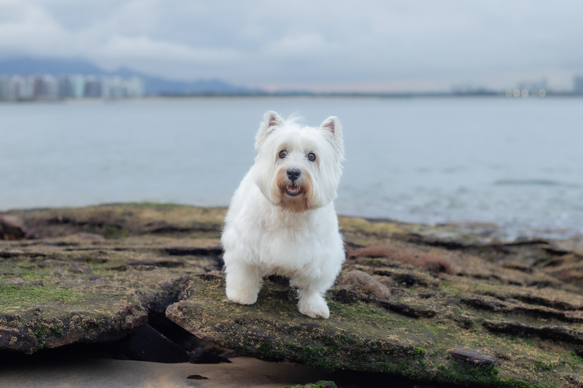 fotografia-pet-familia-westterrier-vitoria-espiritosanto