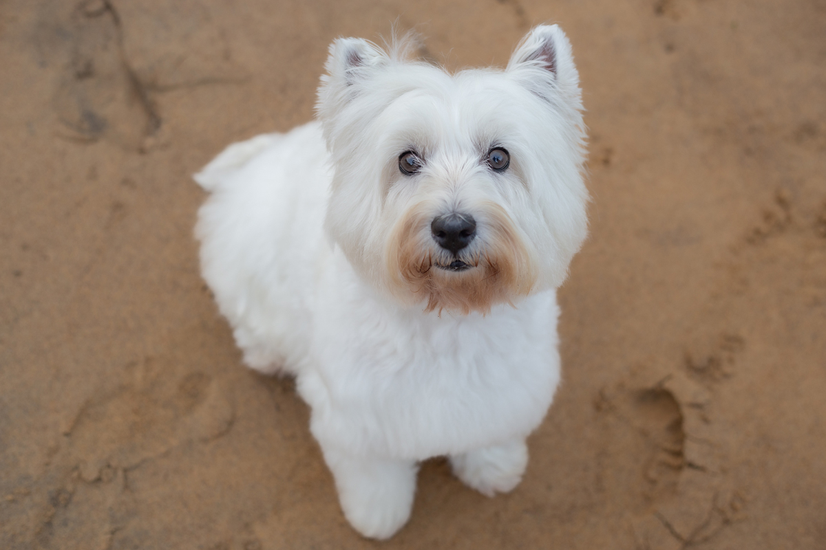 fotografia-pet-familia-westterrier-vitoria-espiritosanto