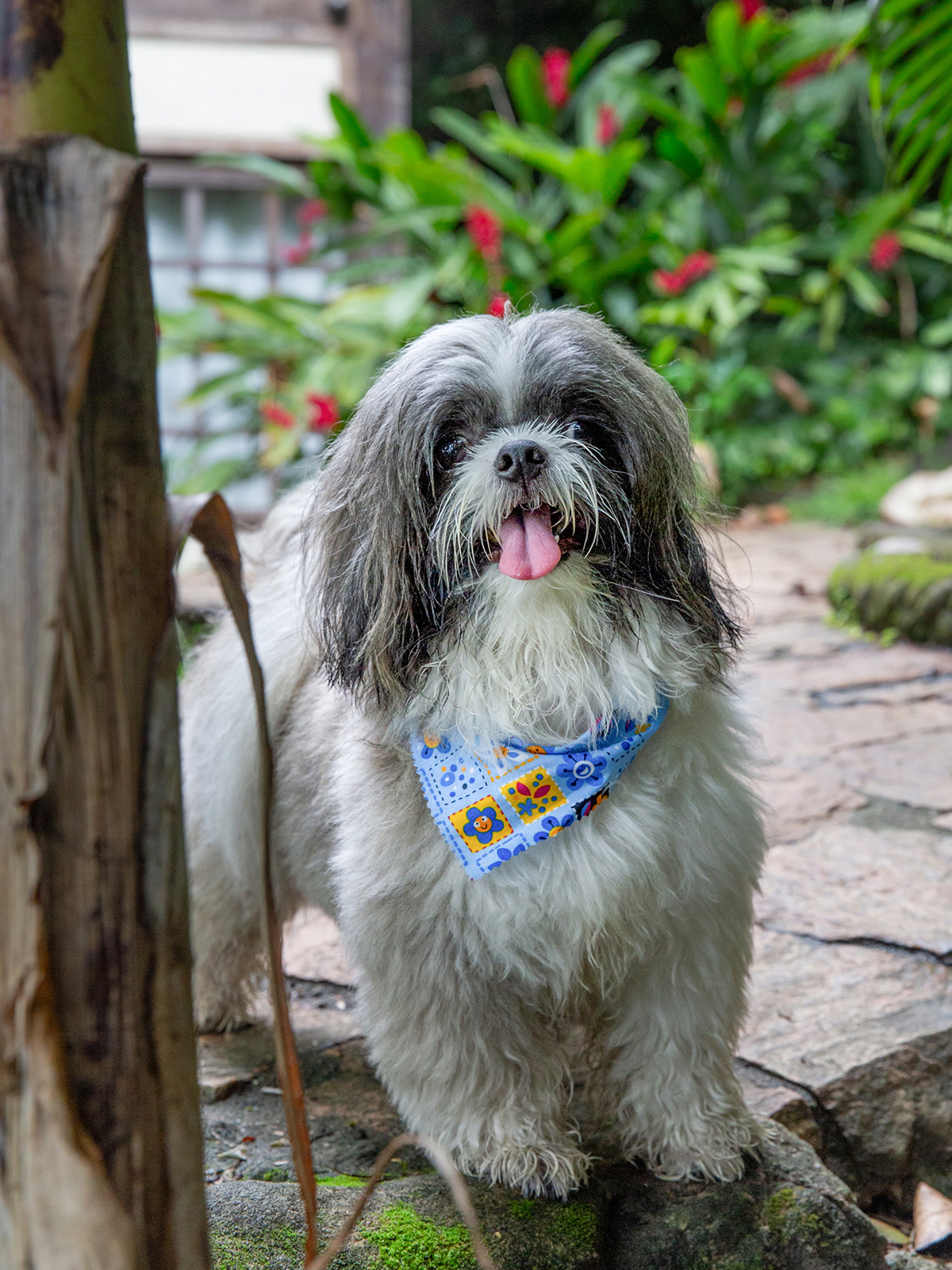 fotografia-pet-aniversario-shihtzu-vilavelha-espiritosanto