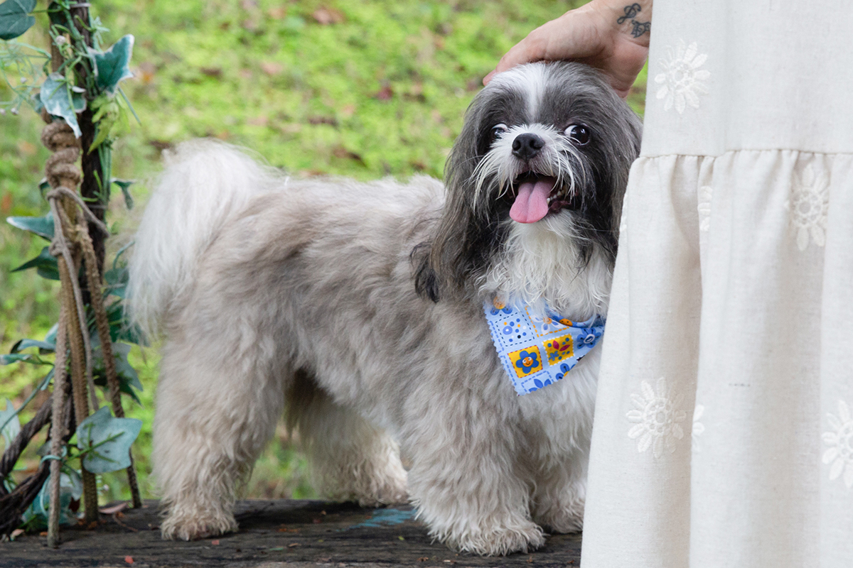 fotografia-pet-aniversario-shihtzu-vilavelha-espiritosanto
