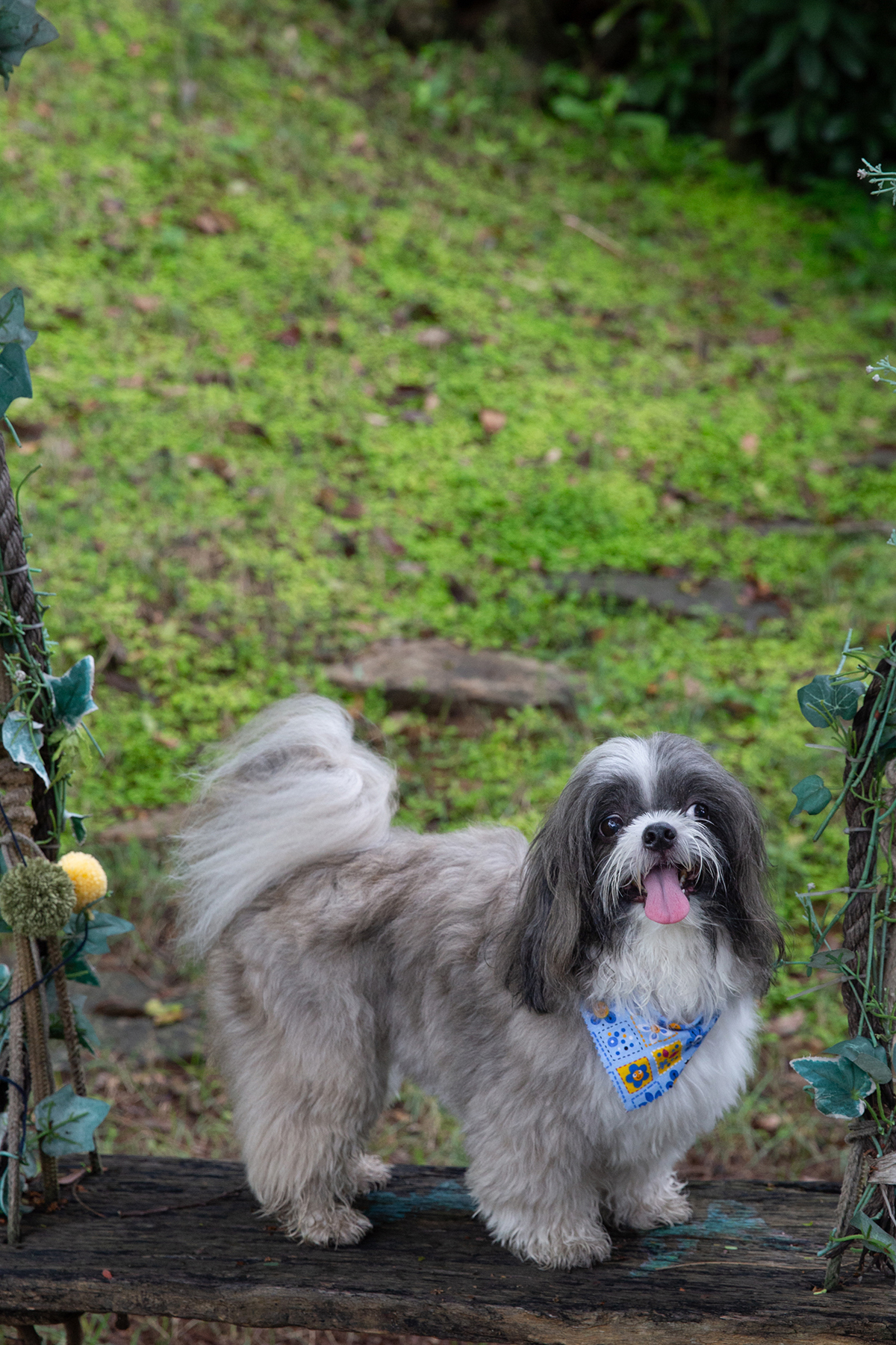 fotografia-pet-aniversario-shihtzu-vilavelha-espiritosanto