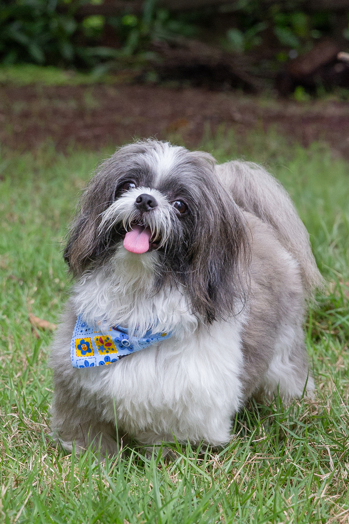 fotografia-pet-aniversario-shihtzu-vilavelha-espiritosanto
