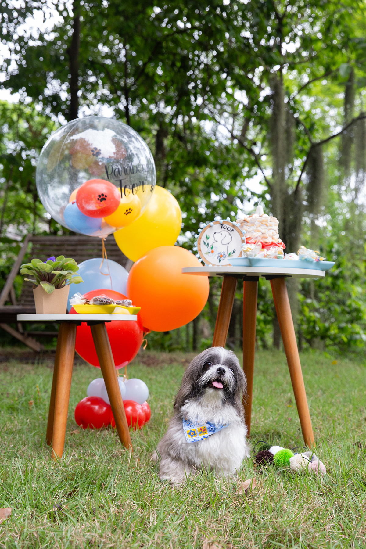 fotografia-pet-aniversario-shihtzu-vilavelha-espiritosanto