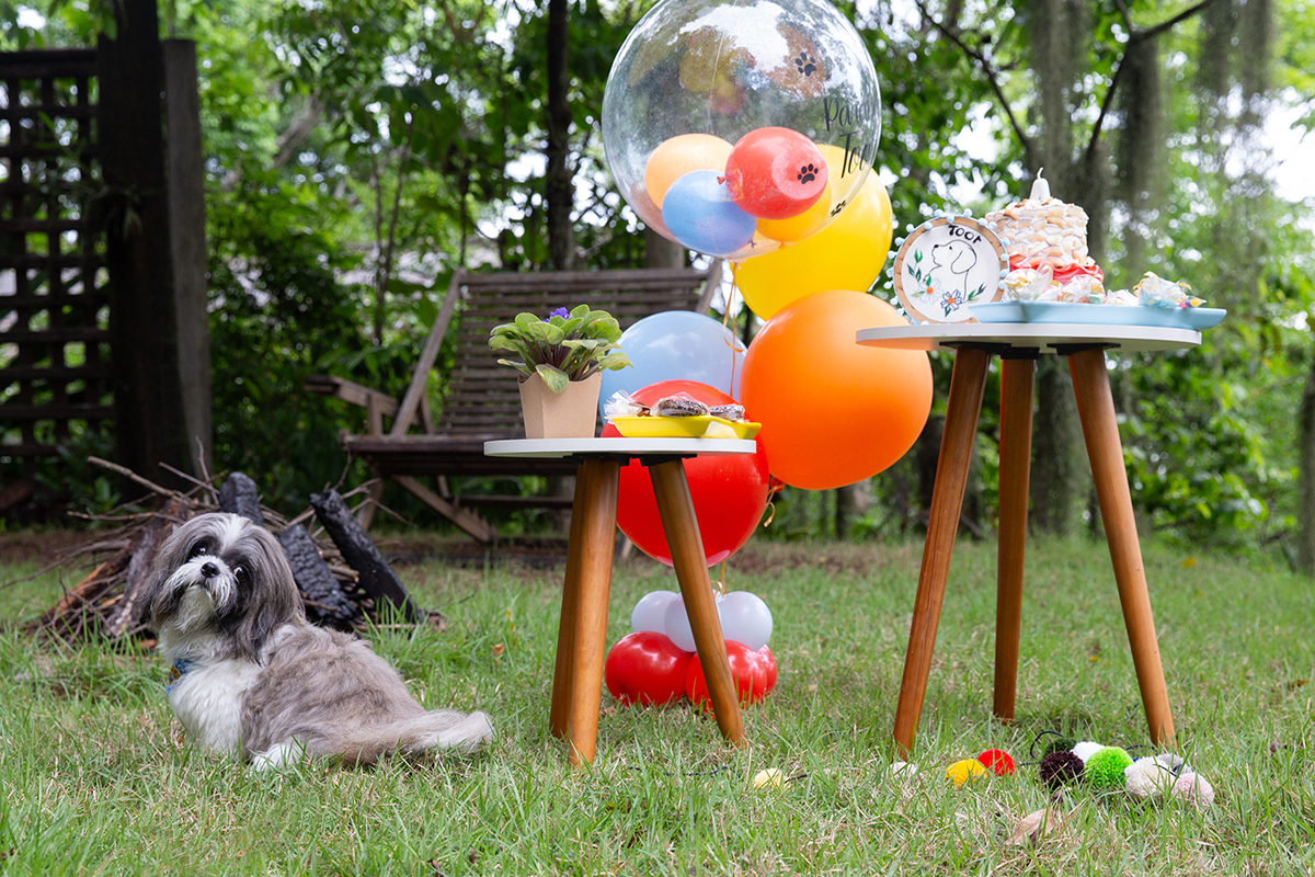 fotografia-pet-aniversario-shihtzu-vilavelha-espiritosanto