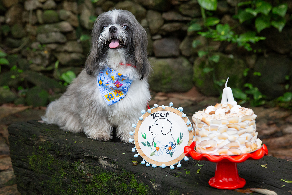 fotografia-pet-aniversario-shihtzu-vilavelha-espiritosanto