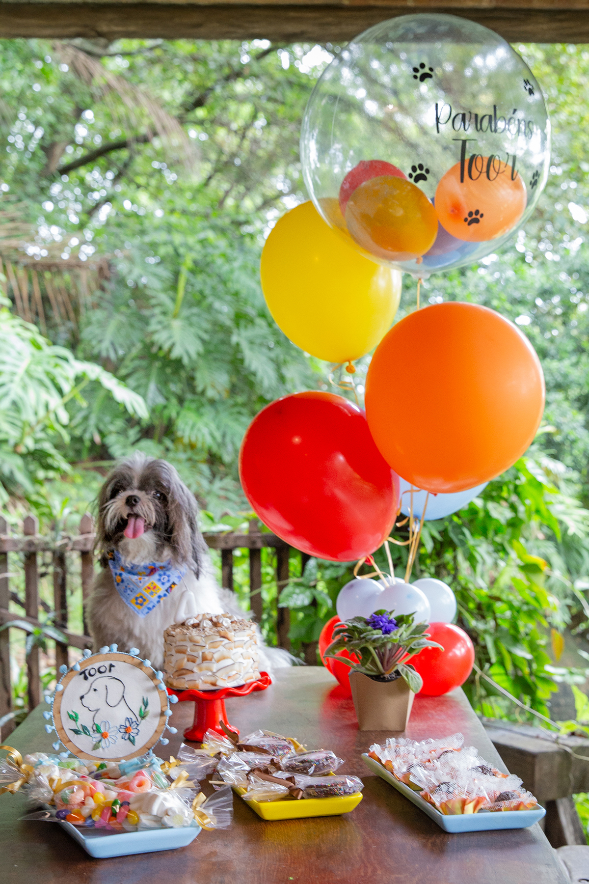 fotografia-pet-aniversario-shihtzu-vilavelha-espiritosanto