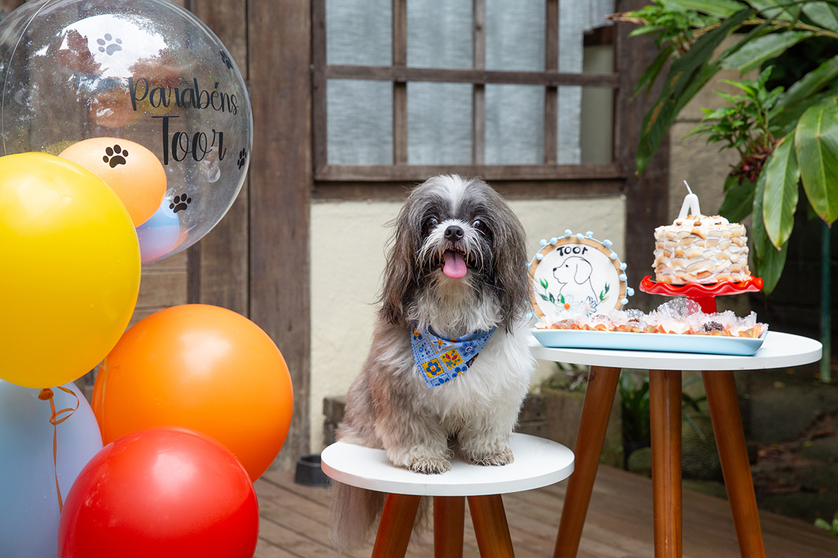 fotografia-pet-aniversario-shihtzu-vilavelha-espiritosanto