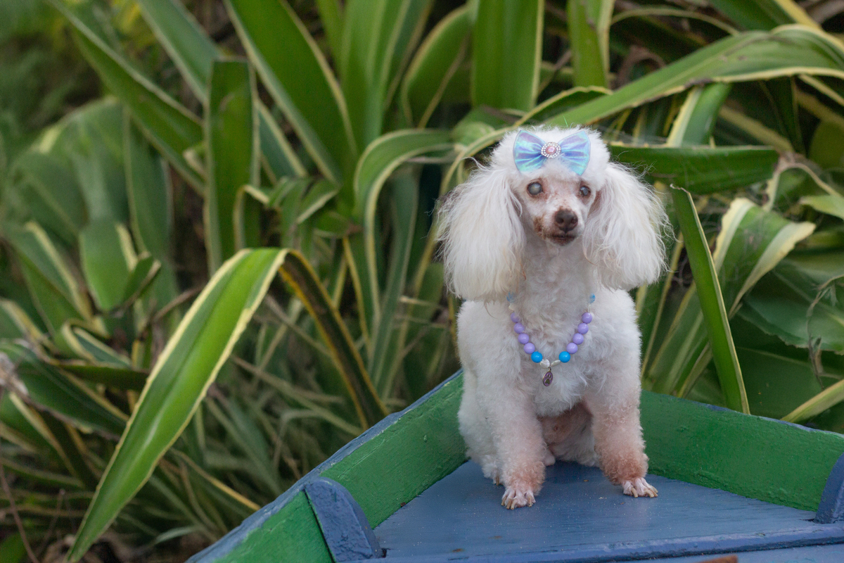 fotografia-pet-ensaio-praia-poodle-idoso-barradojucu-vilavelha