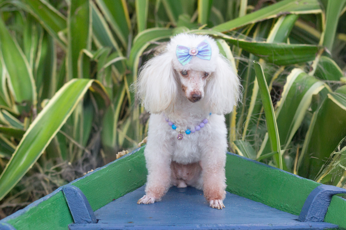 fotografia-pet-ensaio-praia-poodle-idoso-barradojucu-vilavelha