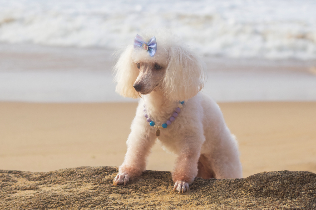 fotografia-pet-ensaio-praia-poodle-idoso-barradojucu-vilavelha