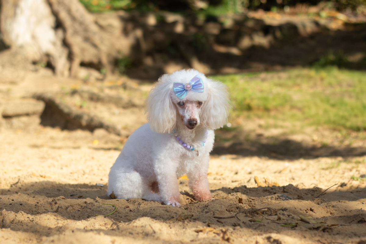 fotografia-pet-ensaio-praia-poodle-idoso-barradojucu-vilavelha