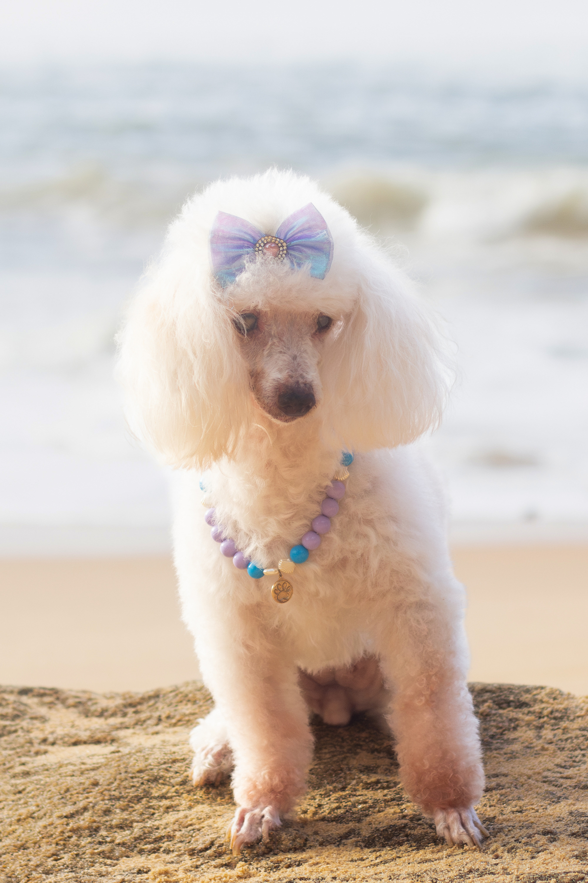 fotografia-pet-ensaio-praia-poodle-idoso-barradojucu-vilavelha