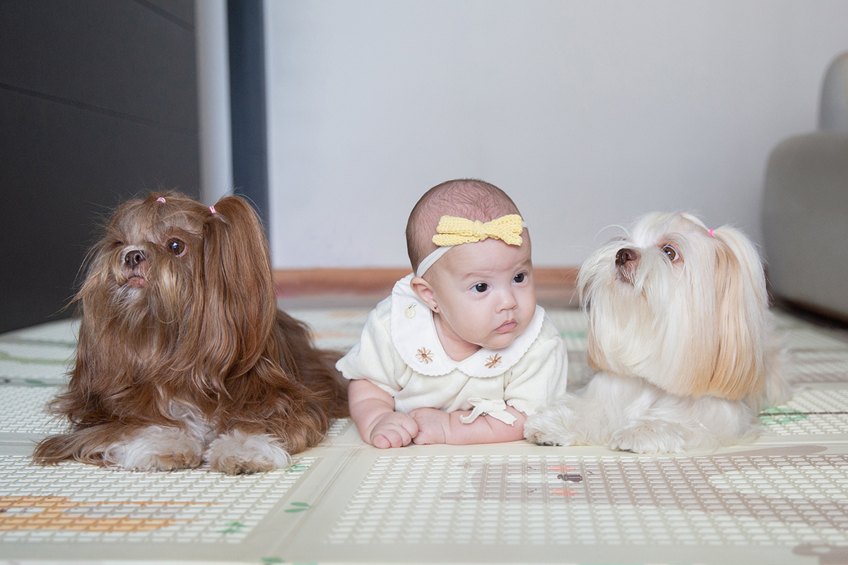 ensaio-domicilio-pet-familia-vilavelha-2025