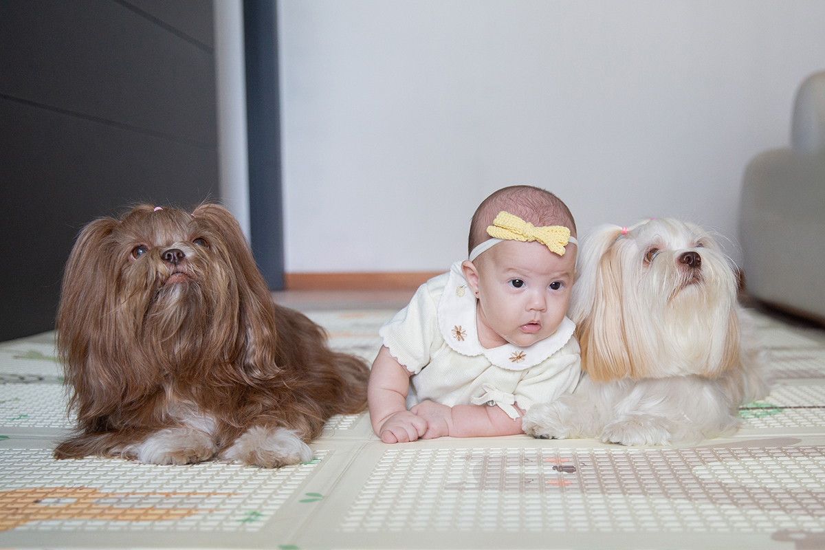 ensaio-domicilio-pet-familia-vilavelha-2025