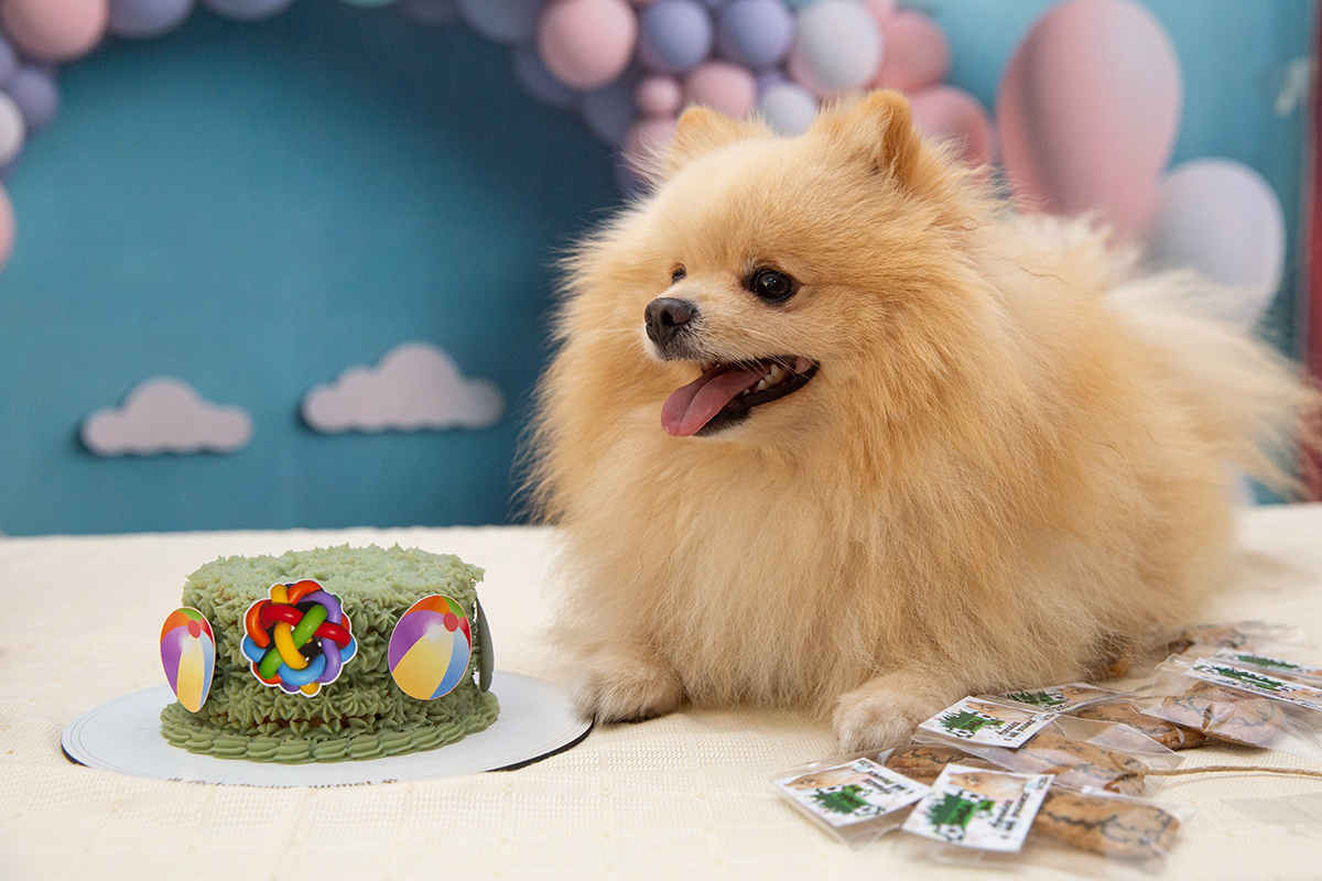 aniversario-pet-vila-velha-2025