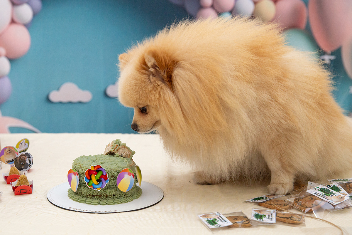 aniversario-pet-vila-velha-2025