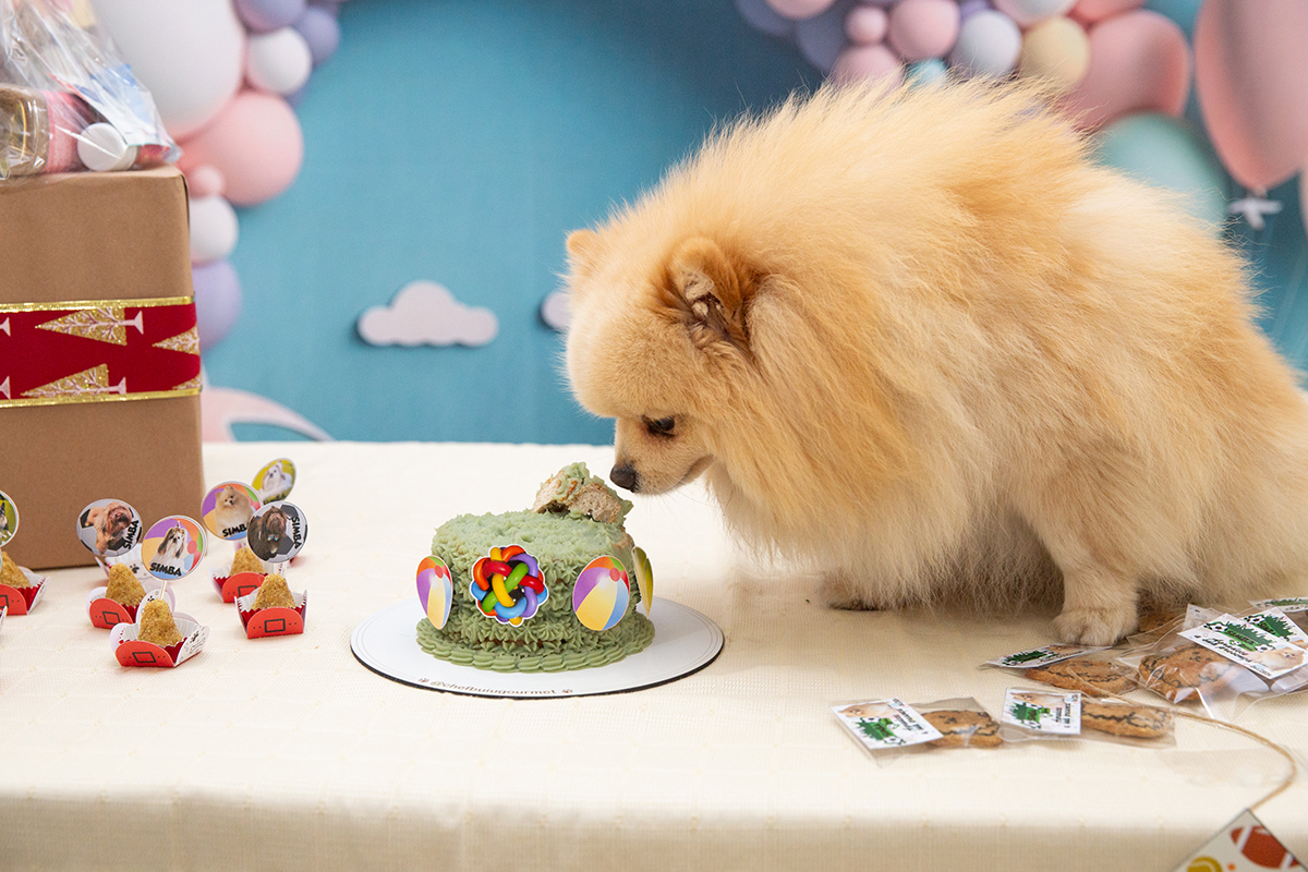 aniversario-pet-vila-velha-2025