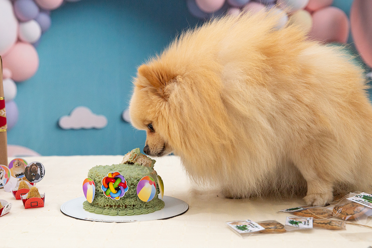 aniversario-pet-vila-velha-2025