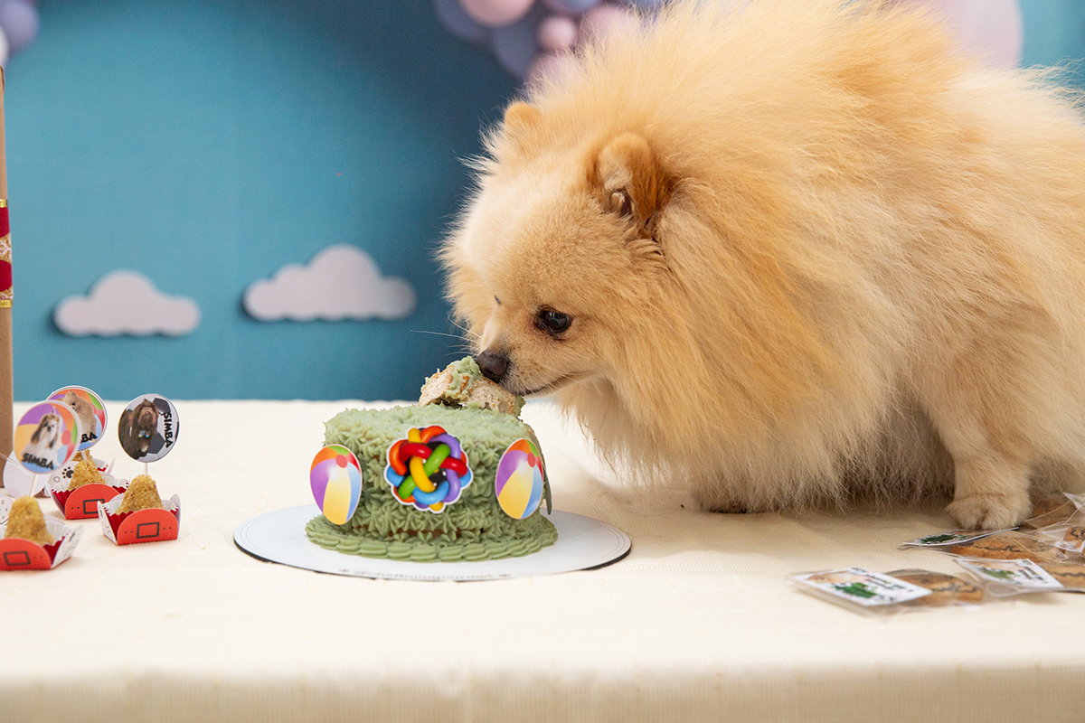 aniversario-pet-vila-velha-2025