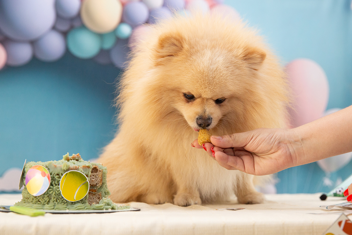 aniversario-pet-vila-velha-2025