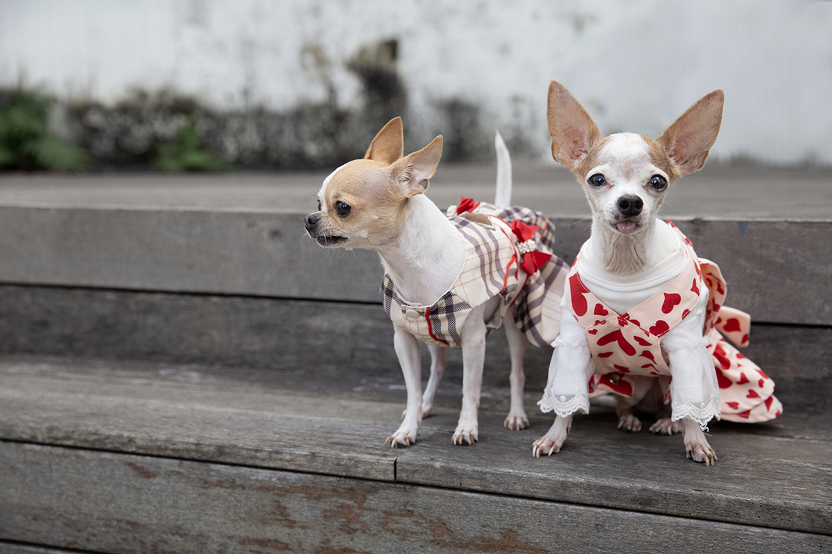 ensaio-familia-dia-das-maes-vitoria-2026