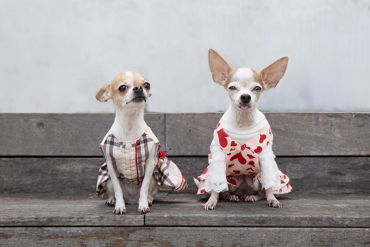 ensaio-familia-dia-das-maes-vitoria-2026