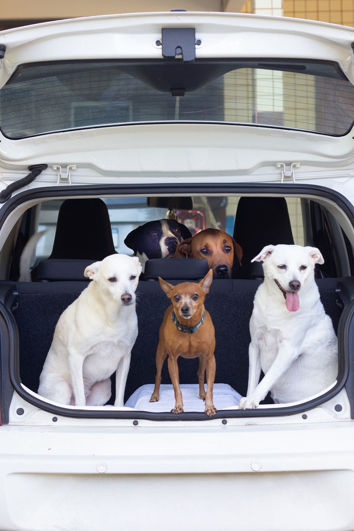 ensaio-pet-familia-vira-latas-vila-velha-2026