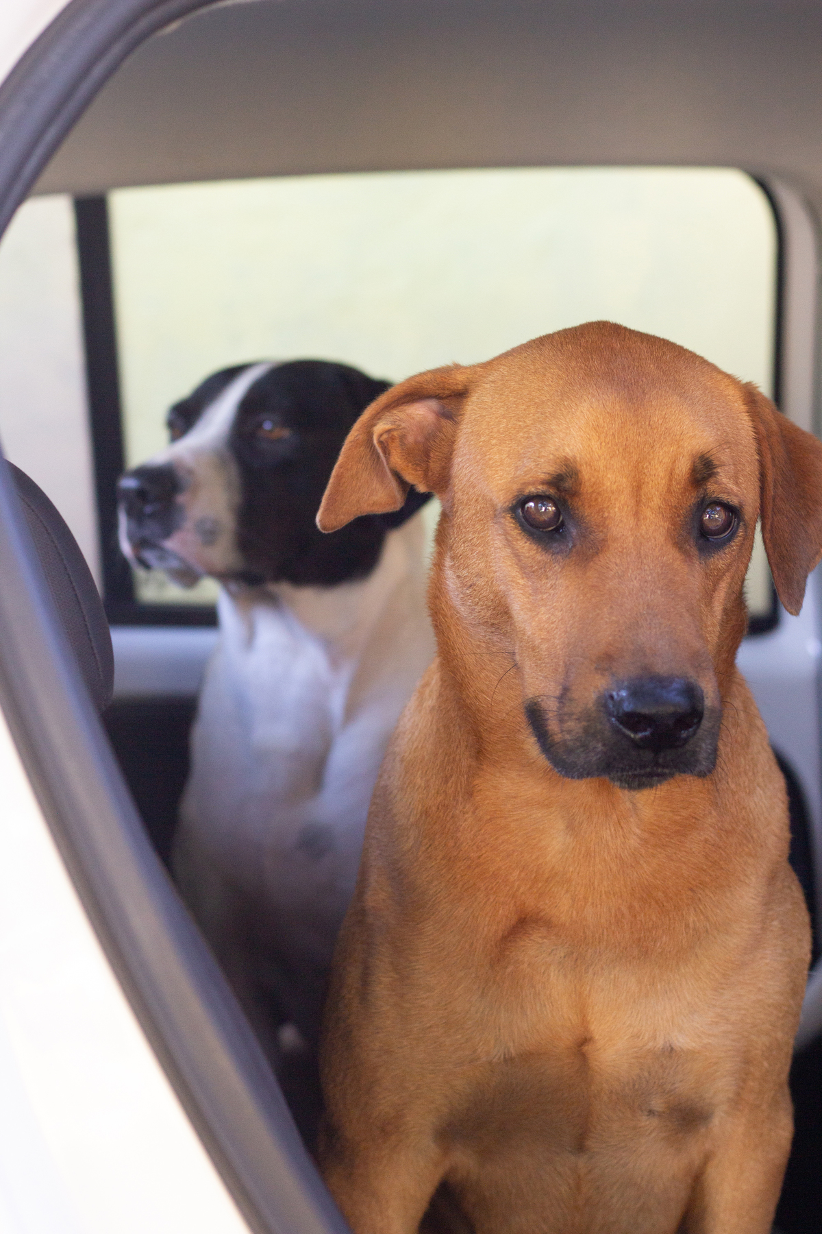 ensaio-pet-familia-vira-latas-vila-velha-2026