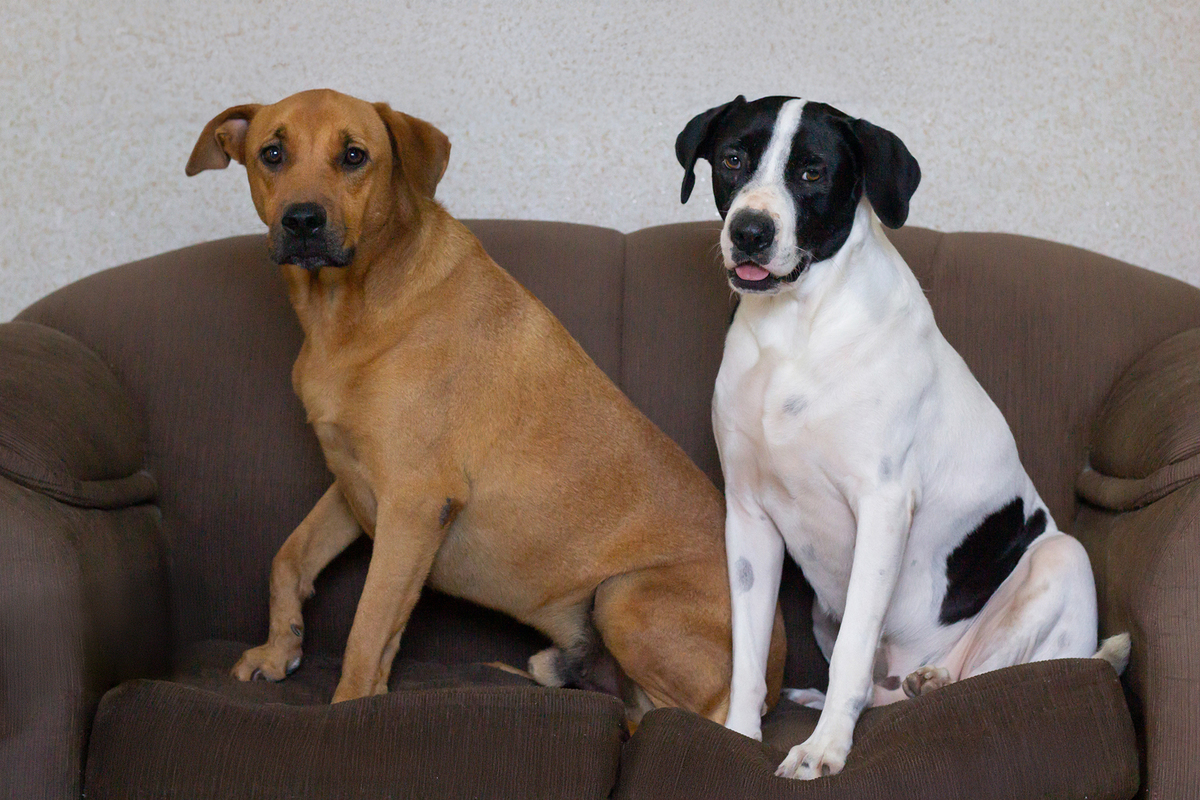 ensaio-pet-familia-vira-latas-vila-velha-2026