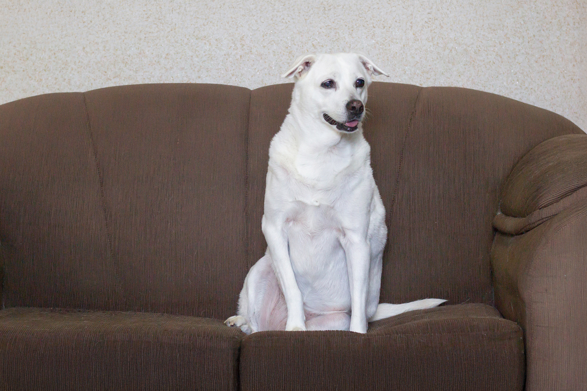 ensaio-pet-familia-vira-latas-vila-velha-2026