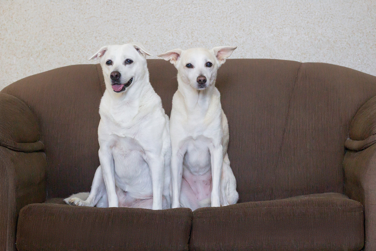 ensaio-pet-familia-vira-latas-vila-velha-2026