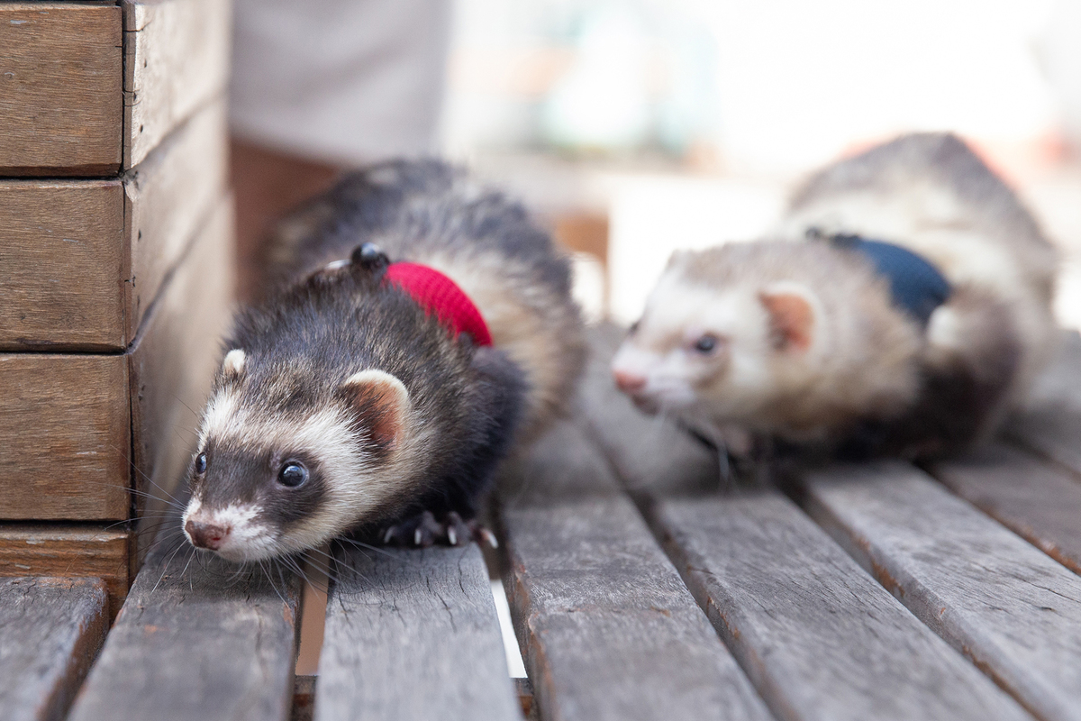 ensaio-pet-familia-foroes-vitoria-2026