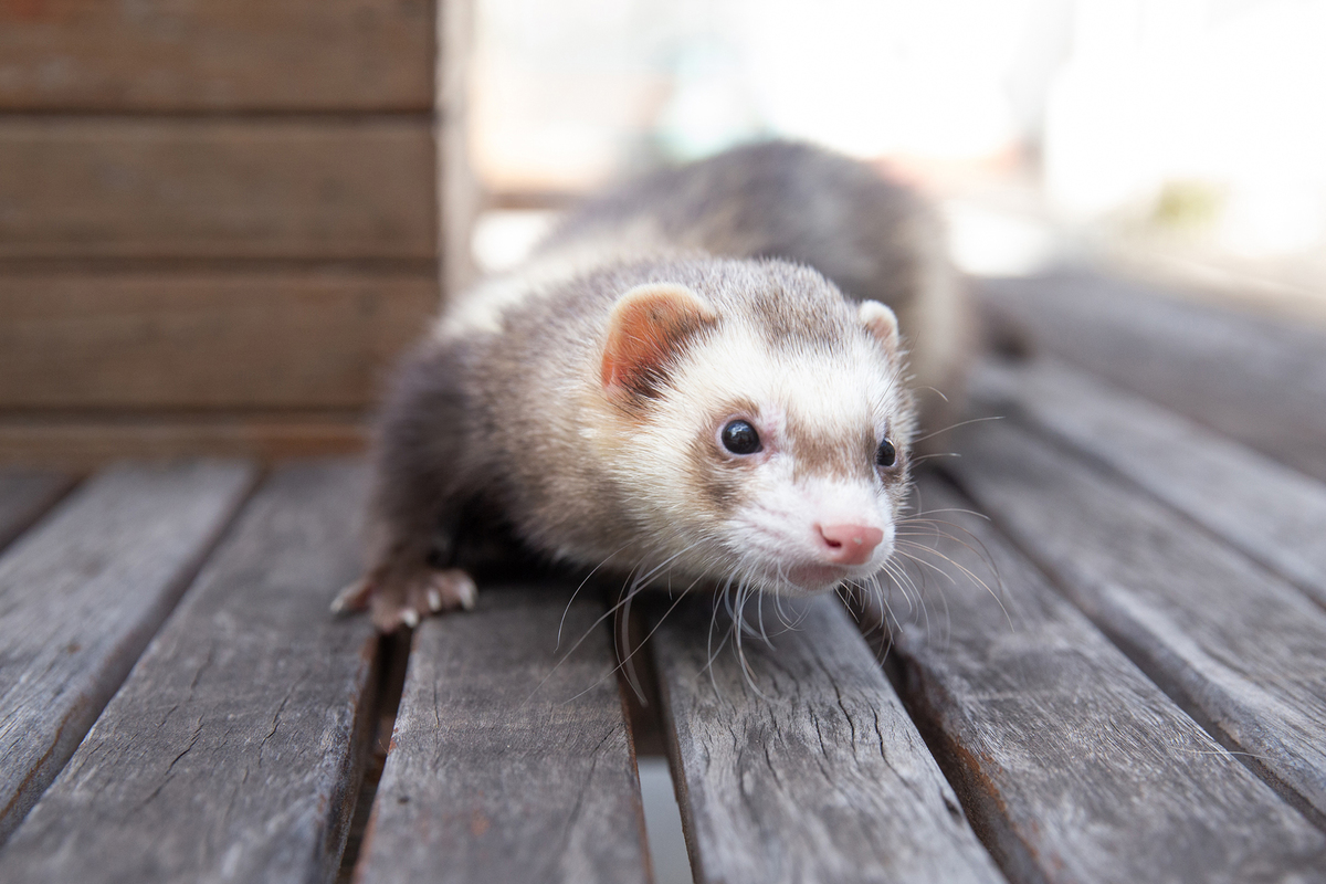 ensaio-pet-familia-foroes-vitoria-2026