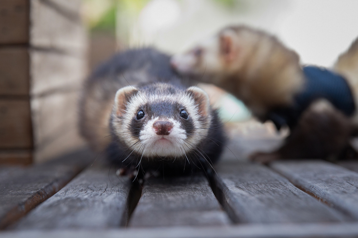 ensaio-pet-familia-foroes-vitoria-2026