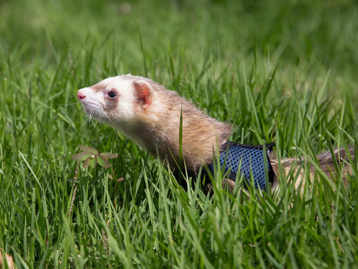 ensaio-pet-familia-foroes-vitoria-2026