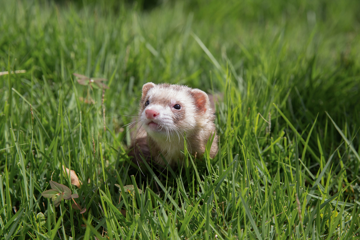 ensaio-pet-familia-foroes-vitoria-2026