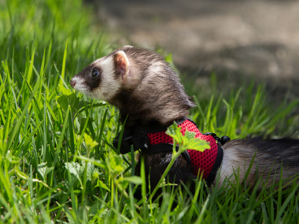 ensaio-pet-familia-foroes-vitoria-2026